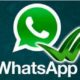 whatsapp web