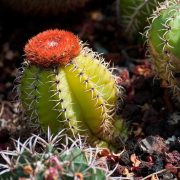 piante grasse per balcone